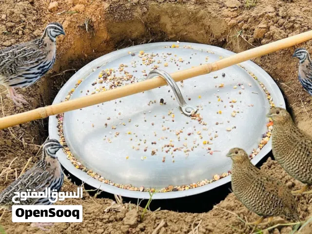 طیور صید طازج. طیره اخضیری و...