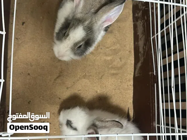 ارنبين الذكر و أنثى 300 درهم و مع القفص 350
