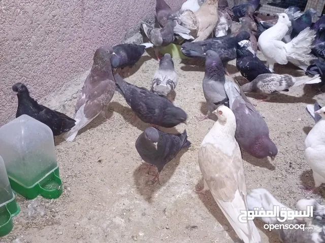 حمام لوت مال تعزيله اقرى الوصف