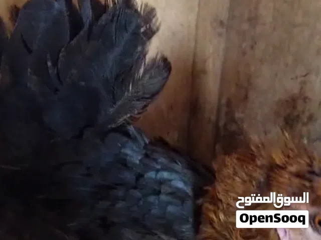 دجاجه كركه خشنه بصره عويسيان
