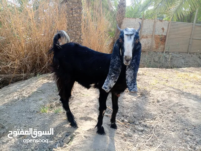 صخلا افغانية شكايت 3 لعمر 9اشهر معلوفا براسهة وكلشي تاكل حيوانة مال بيت ما سارحا