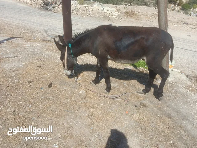 موجود حمار غنم العمر سنتين ونص كفاله حراث وركوب ما شاء الله عاقل جيب اولادك خلهم يلعبون معو