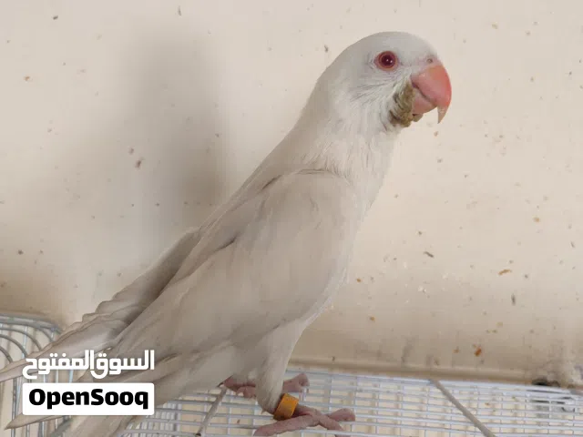 طيور للبيع