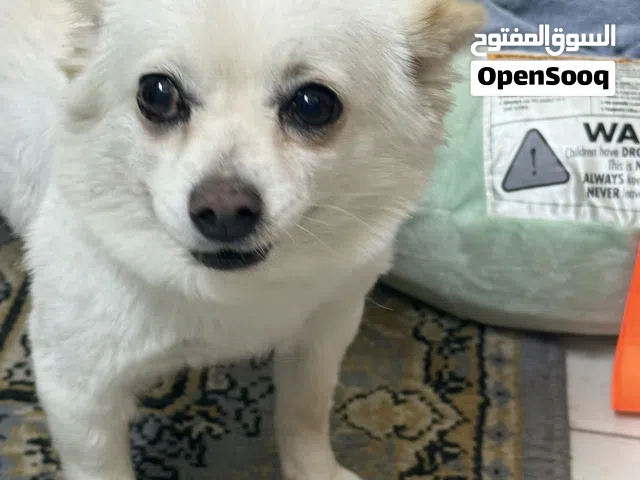 للبيع كلب لولو
