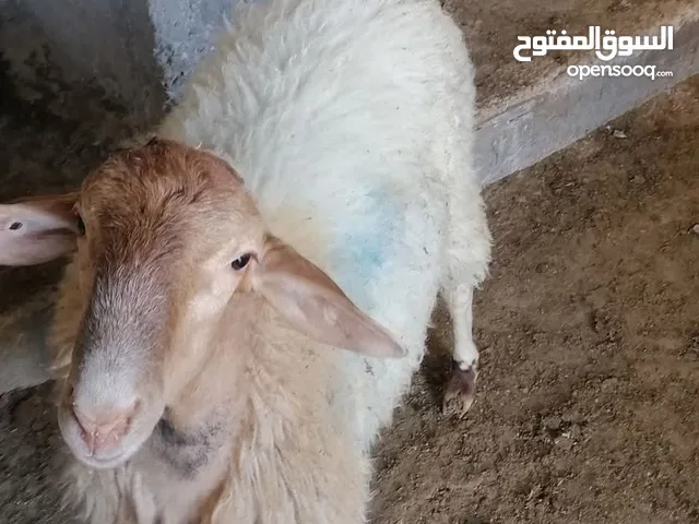 خرفان عساف نخب النخب آخر خروفين