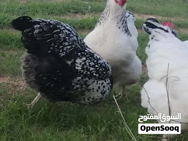 سايكس طوق جامبو