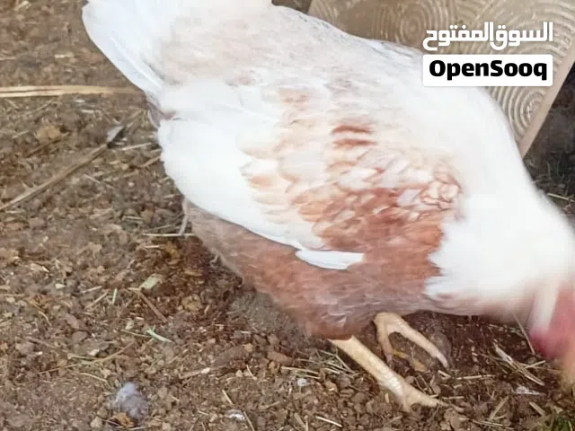 دجاجه عربيه اصليه صحته كلش زينه وبياضه