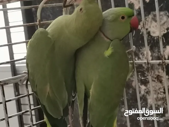 زوج دره الأخضر منتج
