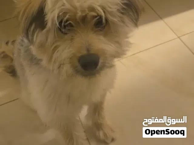 فرصة مميزة  كلب مالتيز ذكر مطعم بالكامل