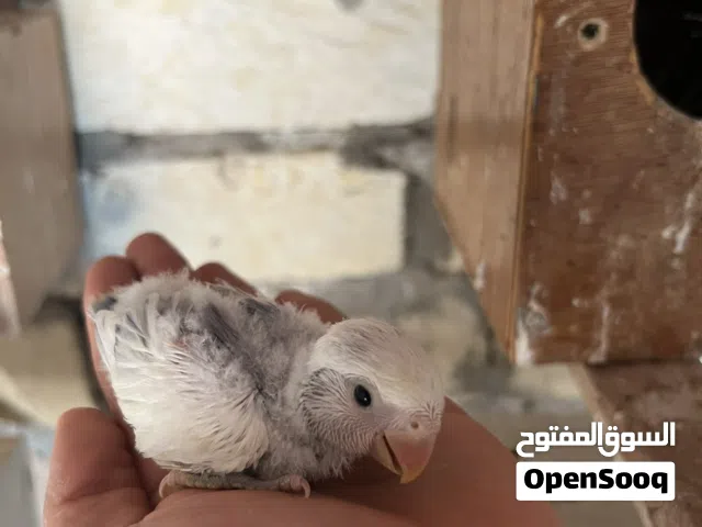 سلام عليكم ورحمة الله وبركاته موجود مجموعة فروخ ترويض كوكتيل او بركديلو للون او حجم الله يبارك المك