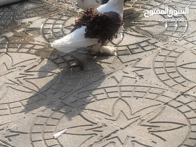 curly hair fancy breeding pair pigeons