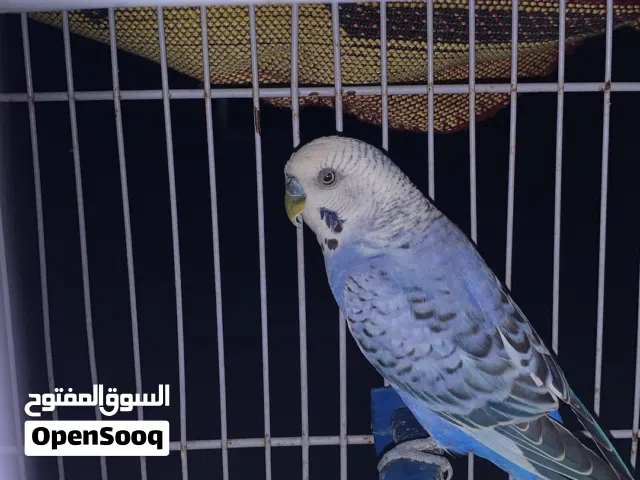 ذكرين حب للبدل