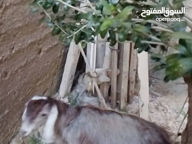 جدي للبيع بصحه جيده. وممتازه للبيع