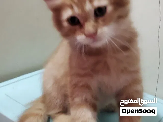 قط شيرازي اصيل جميل ورائع عمر 3 اشهر