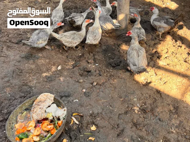 بشوش مصري كبار  لون رصاصي