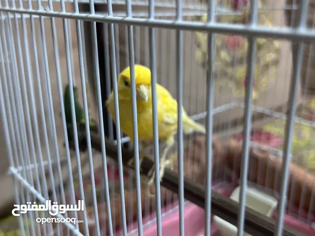 طير كناري جميل الصوت للبيع