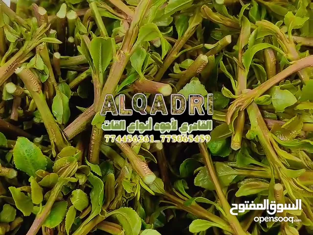 قات الأربعاء 18 يونيو