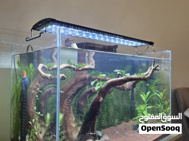 حوض سمك جاهز 60 سم مزروع مع المعدات  Planted fish tank 60 cm with equipments
