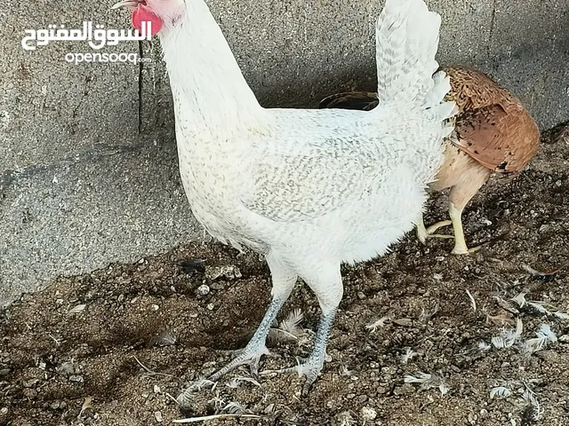 دجاج بلدي و دجاج زينه