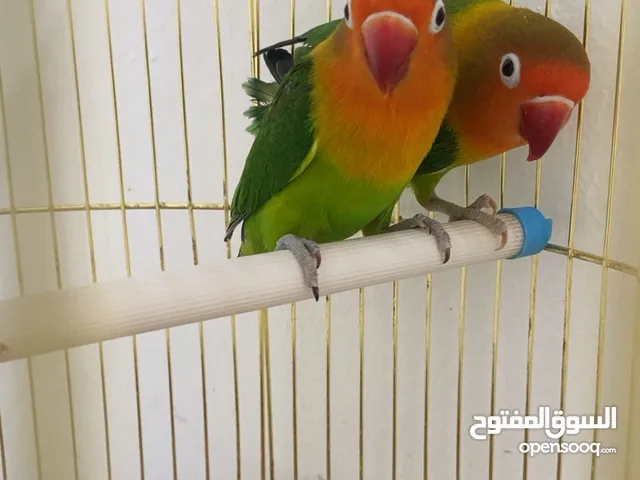 للبيع طيور زوج ببغاء الحب فيشر مع القفص