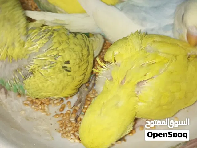 طيور حب فراخ ابوهن نكليزي امهن عاديه