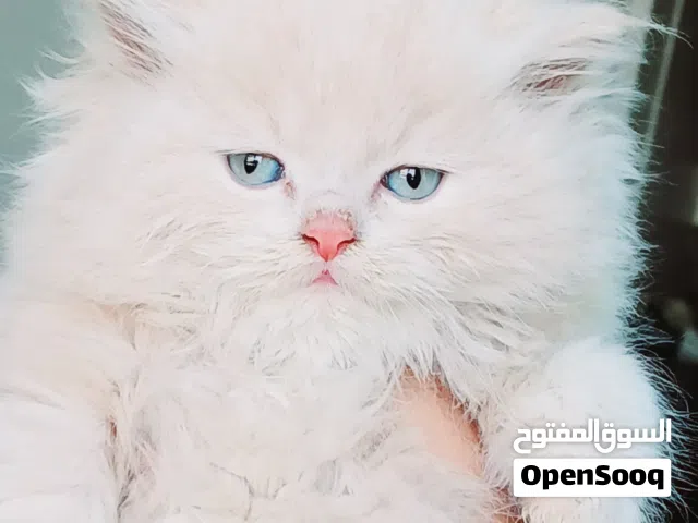 ولد بيرشن كريم 50 يوم مدرب ومطعم حشرات