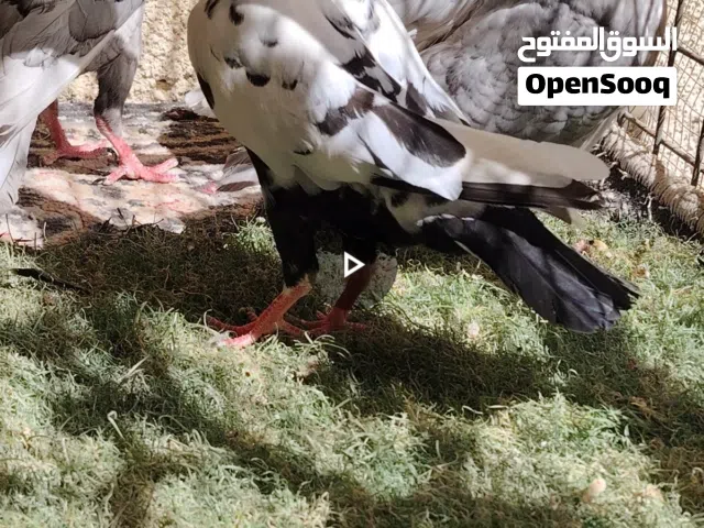 ثلاث اناثي.وفحل قرقاطي موجودات في الرصيفه الجبل الشمالي