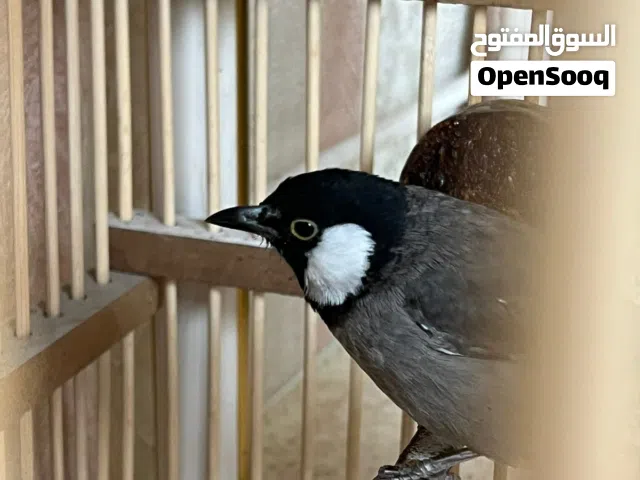 بلبل اليف ولعوب للبيع