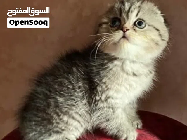 قطط منزليه للبيع عندي من عمر شهرين اسكتش عمر شهرين و اسكتش خمس شهور  القط الأشقر عمره سنه و متعود