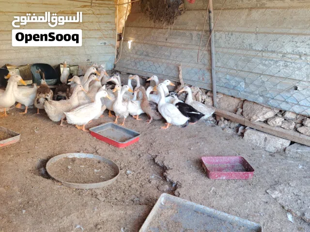 بط للبيع بسعر حرق 2.5  الحبه