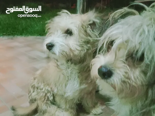كانيش بيشون 4 شهور