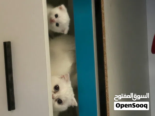 قطط اطفال للبيع