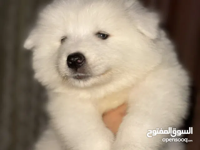 جرو سامويد للبيع انثى