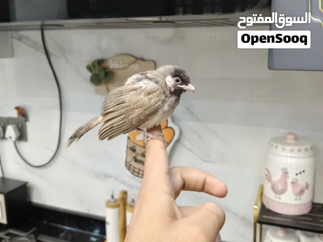 سلام وعليكم الوصف مهم