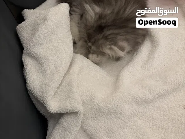 British cats 2 months 1 cat f