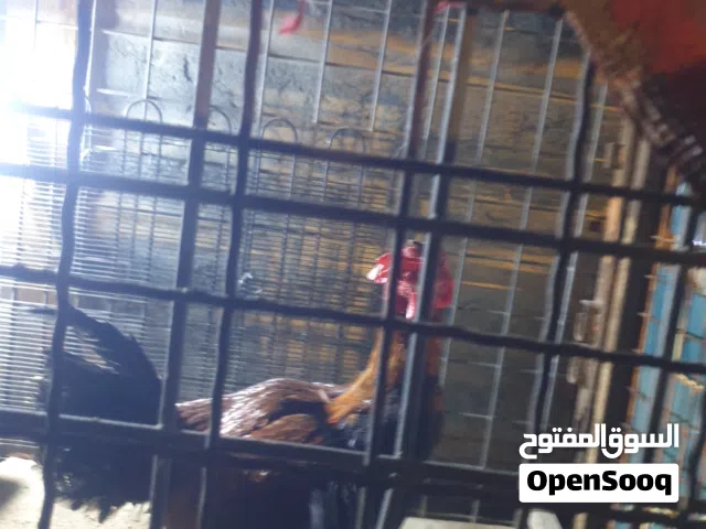 دجاج للبيع عربي وهندي