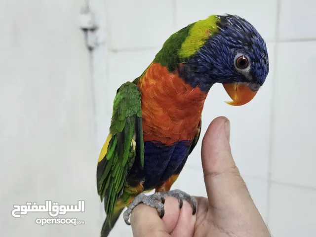 بييييييعه سريعه كاسكو لوري رينبووووو