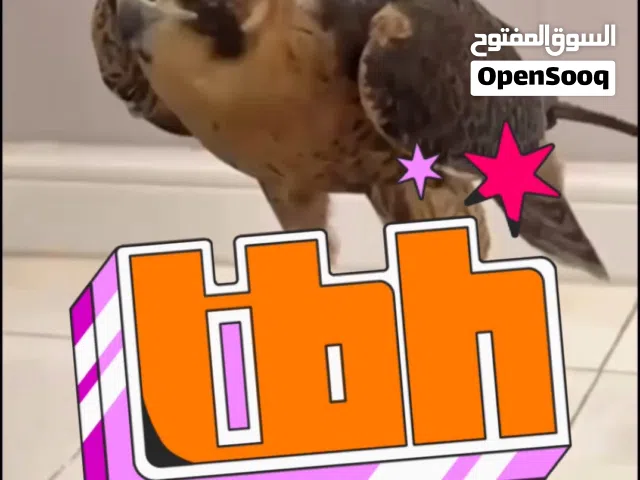 طير صقر شاهين