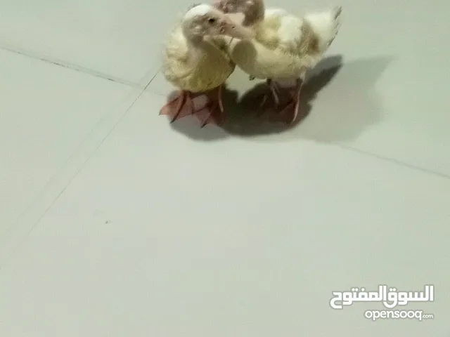 بط اثنين ذكر
