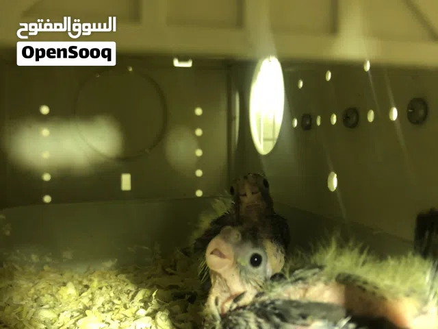 كوكتيل لي بيع زوز فروخ لواحد 150