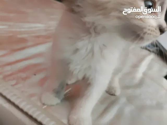 كيتين ذكر للتبني عمره شهرين