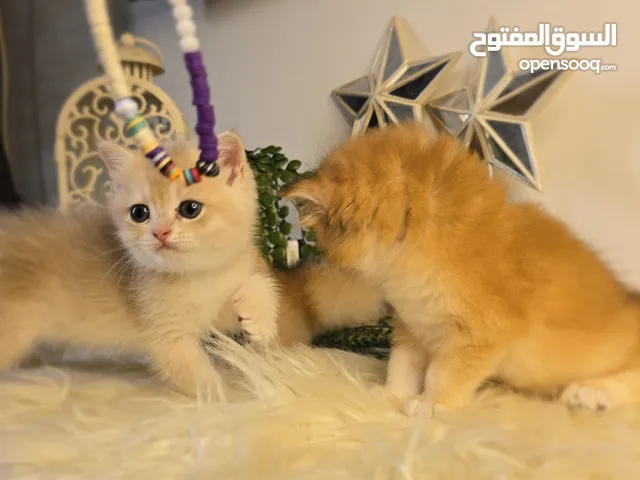 جولدين  ny12