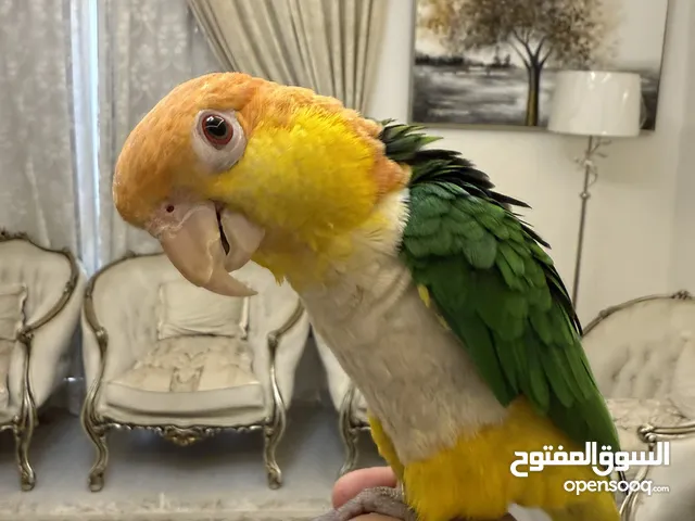  مطلوب نفس هذا البغبغاء ( ببغاء كايك أبيض البطن ) لكن أنثى الرقم في الوصف اللي معاه يتواصل