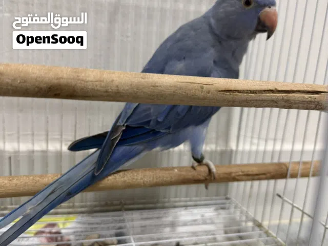بغبغاء الدرة الأزرق ( فايلوت)