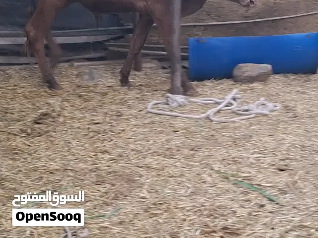 للبيع عجل محلي مال دار سمينه ماشاءالله تبارك الرحمان