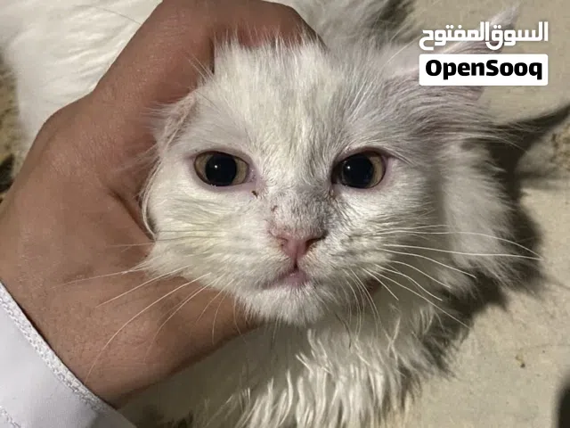 قط شيرازي