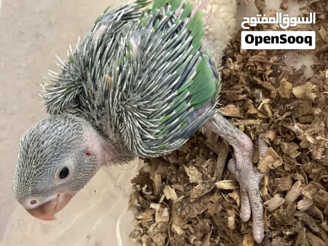 فرخ دره حجم طيب