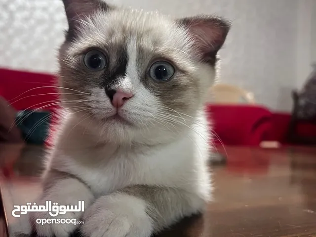 قط مكس للبيع