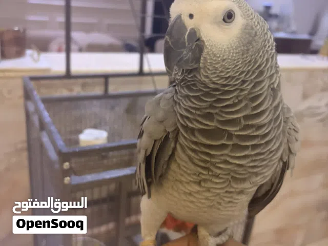 للبيع ببغاء كاسكو اليف حجم جامبو