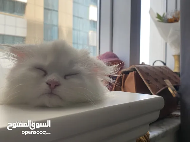 أجمل قطط شيرازي × سكوتش مكس – نعومة لا تُقاوم، ألوان ساحرة، وشخصية محبوبة بسعر مغري!